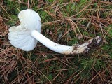 Tricholoma marquettense image