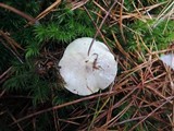 Tricholoma marquettense image