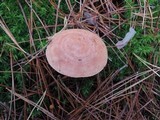 Lactarius vinaceorufescens image