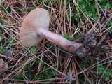 Lactarius vinaceorufescens image