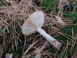 Lactarius vinaceorufescens image