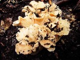 Cantharellus subalbidus image