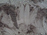 Geoglossum fallax image