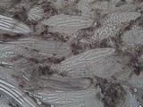 Geoglossum fallax image