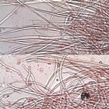 Crinipellis scabella image