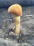 Battarrea phalloides image