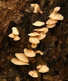 Crepidotus mollis image