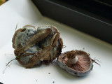Lactarius paradoxus image