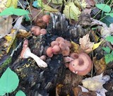 Armillaria gallica image