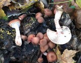Armillaria gallica image