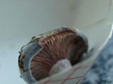 Lactarius paradoxus image