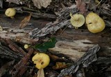 Tricholomopsis sulphureoides image