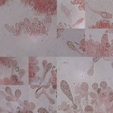 Entoloma turci image