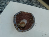 Lactarius paradoxus image