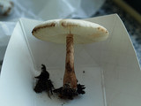 Leucoagaricus americanus image