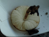 Leucoagaricus americanus image