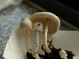 Leucocoprinus cepistipes image