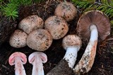 Agaricus arorae image