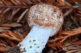 Agaricus arorae image