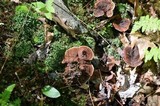 Hydnellum concrescens image