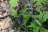 Phellodon melaleucus image