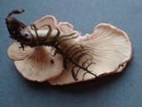 Aphroditeola olida image