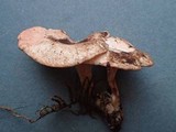 Aphroditeola olida image
