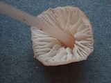 Mycena roseipallens image