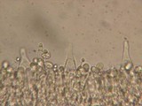Mycena roseipallens image