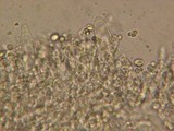 Mycena roseipallens image