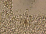 Mycena roseipallens image