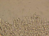 Mycena roseipallens image