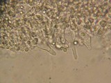 Mycena roseipallens image