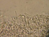 Mycena roseipallens image
