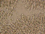 Mycena roseipallens image