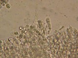Mycena roseipallens image