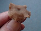 Rhodocybe hirneola image