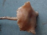 Rhodocybe hirneola image