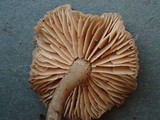 Rhodocybe hirneola image