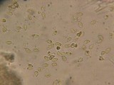 Rhodocybe hirneola image