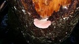 Pleurotopsis longinqua image