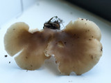 Hohenbuehelia petaloides image