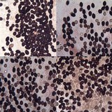 Coprinellus marculentus image