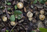 Inocybe brevicystis image