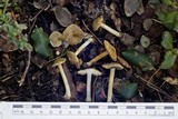 Inocybe brevicystis image