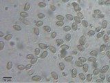 Inocybe brevicystis image
