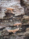 Pseudoclitocybe cyathiformis image