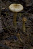 Pholiota gummosa image