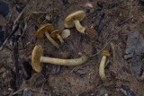 Pholiota gummosa image