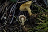 Pholiota gummosa image